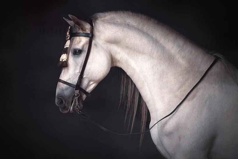 Portrait of a Spanish stallion | Horse Photography by Laura Dijkslag