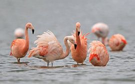 Flamingo's in het Grevelingenmeer von Michel de Beer