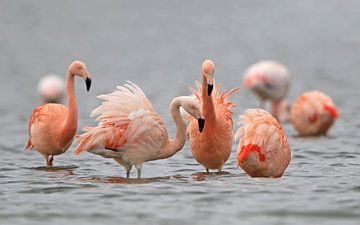 Flamingo's in het Grevelingenmeer van Michel de Beer