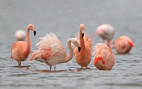 Flamingo's in het Grevelingenmeer