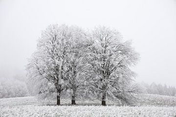 Bomen met rijp in de mist bij Eigeltingen in Hegau - Landkreis Konstanz van BlattArt - Christine Horn