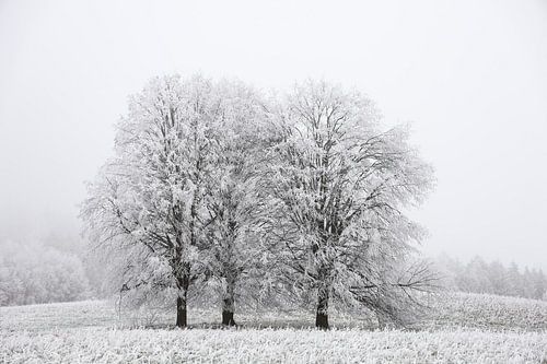 Bomen met rijp in de mist bij Eigeltingen in Hegau - Landkreis Konstanz