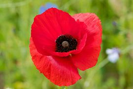 Bright red poppy in greenery