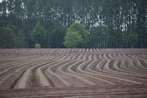 aspergeveld