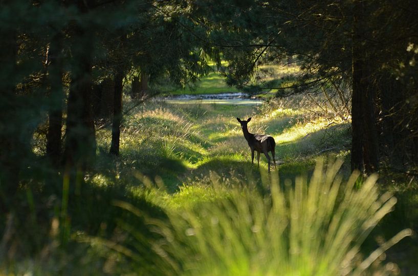 deer  by Matthias Erkelens