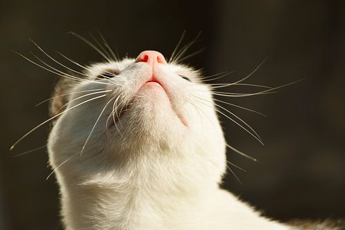 Un chat domestique regarde la lumière du soleil