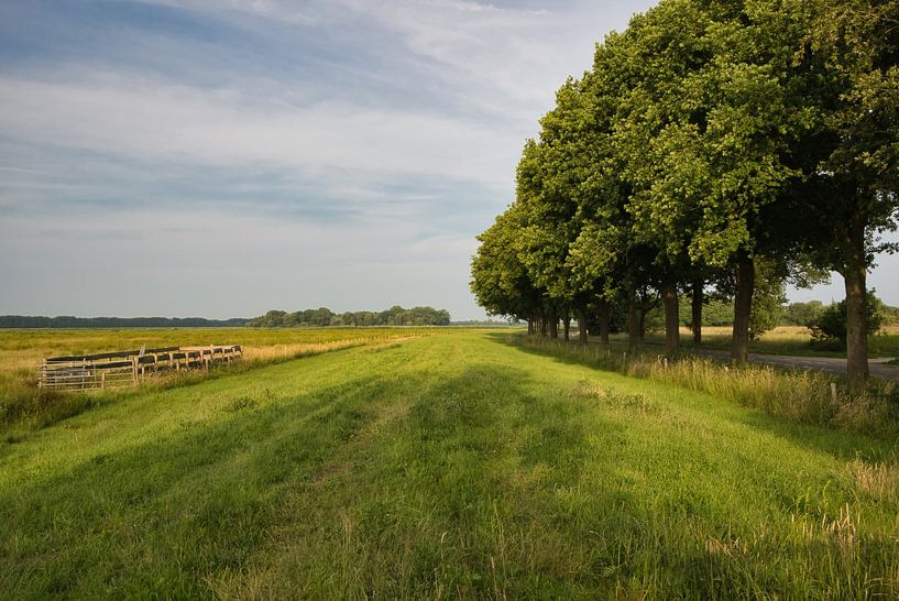 De Moerputten bomen van Hans Janssen