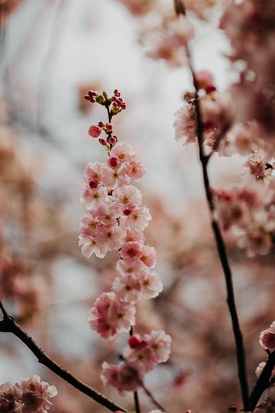 Pink cherry blossom by Yvette Baur