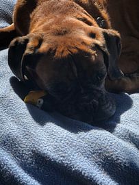 Boxer sleeps by tania mol