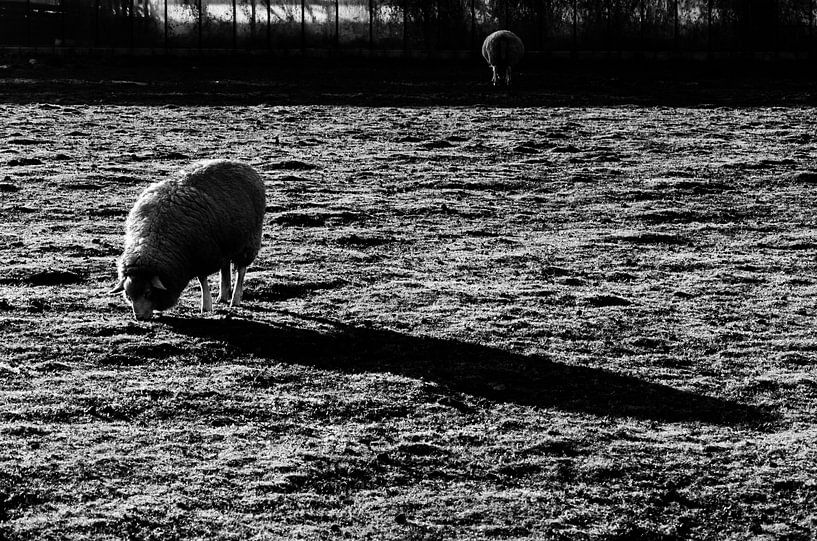 Ein Schaf auf der Wiese von Eline Willekens