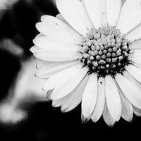 Zwart-witte bloem recht in foto