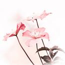 three flowers by rob creemers thumbnail