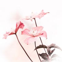 three flowers