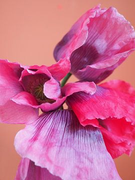 Liefde voor de klaproos roze rood paars van raisa haveman