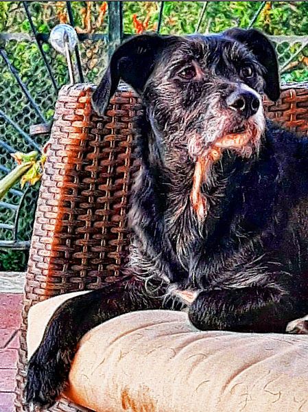 Black Dog Portrait by Dorothy Berry-Lound
