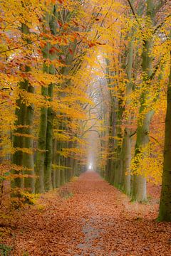 L'automne dans la forêt sur Eelke Brandsma