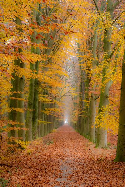 Autumn in the forest by Eelke Brandsma