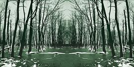 Trees in frozen lake