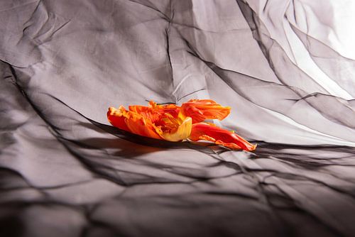 Snapped french tulip