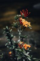 Kunstvolle tropische Blume mit dunklem Hintergrund