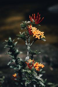 Artistic tropical flower with dark background by Troy Wegman