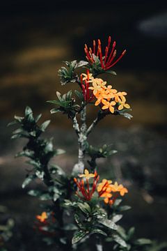 Kunstvolle tropische Blume mit dunklem Hintergrund von Troy Wegman