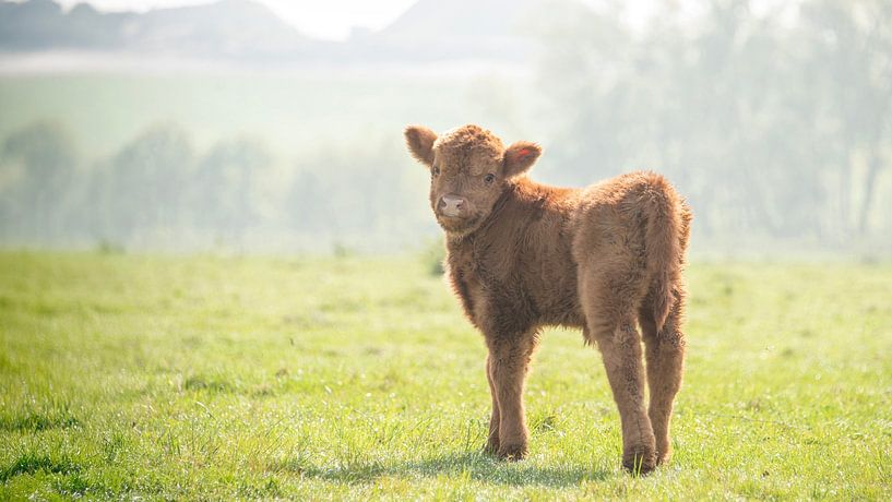 Bébé Highlander écossais... par Ans Bastiaanssen