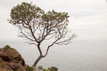 Tree by the sea van Marienke Vos