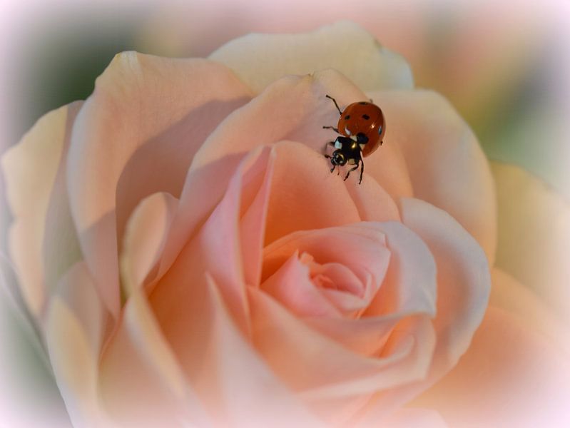 Lieveheersbeestje by Nathalie Jongedijk