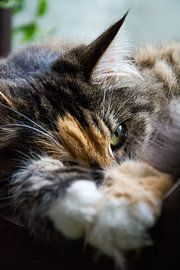 Kat  von Marjolijn Barten