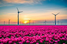 Tulpen auf Feldern mit Windrädern im Hintergrund von Sjoerd van der Wal Fotografie
