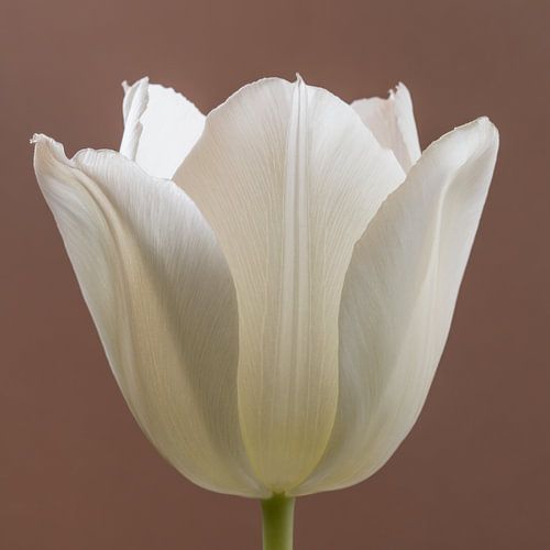 Eenvoudig vierkant: Een tulp met een Mokka kleurige achtergrond van Marjolijn van den Berg