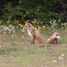 Ezo Red Fox with cubs Hokkaido, Japan by Frank Fichtmüller