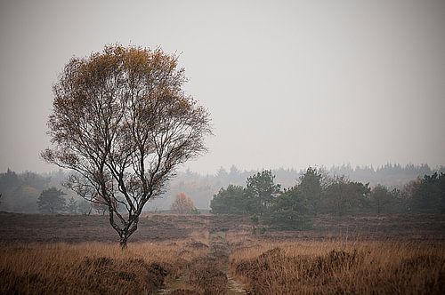 tree Veluwe 