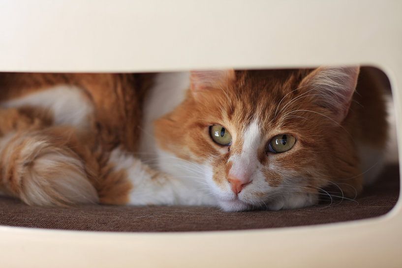 Kat op Stoel by Koos Esser