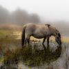 Cheval Konik buvant dans les dunes sur Ferdinand Mul