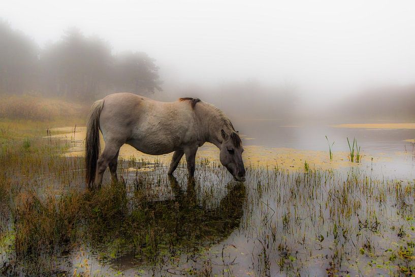 Konik-Pferd beim Trinken in den Dünen von Ferdinand Mul