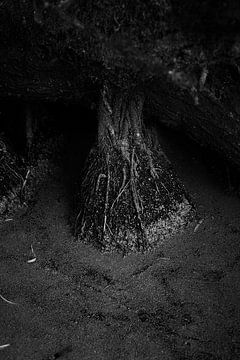 Mature tree root in water by Karel Ham