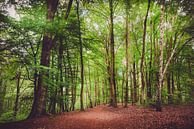 Promenade en forêt par Skyze Photography by André Stein Aperçu