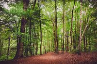 Forest walk