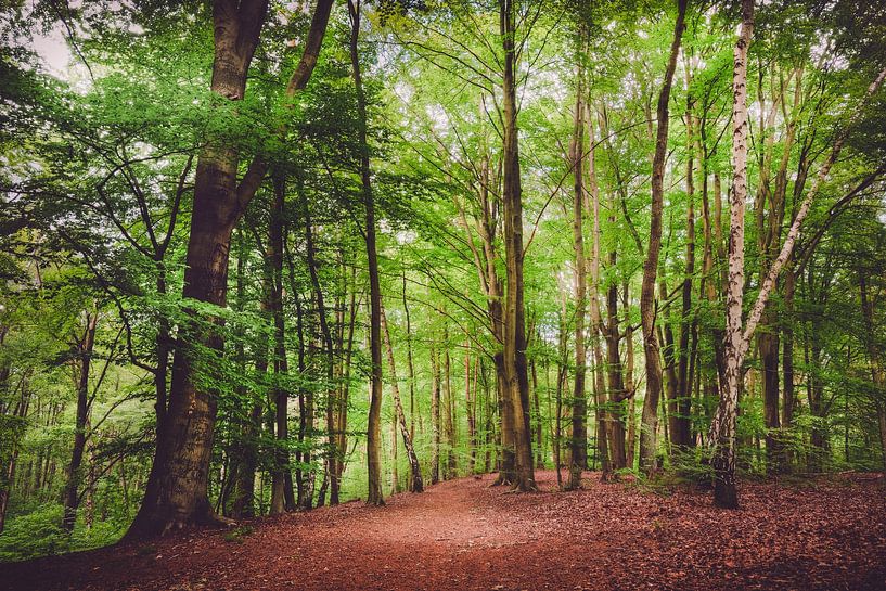 Promenade en forêt par Skyze Photography by André Stein