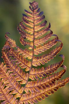 fougère brune en automne sur Ulrike Leone