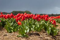 Tulpen von Bert van Wijk Miniaturansicht