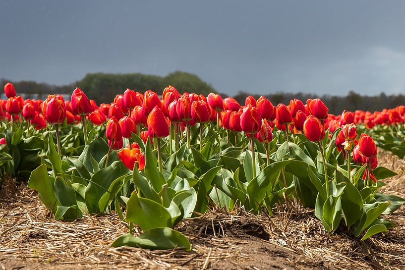 Tulpen par Bert van Wijk