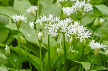 Daslook, witte bloemen. Allium ursinum van Martin Stevens