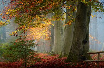 Automne aux Pays-Bas 2