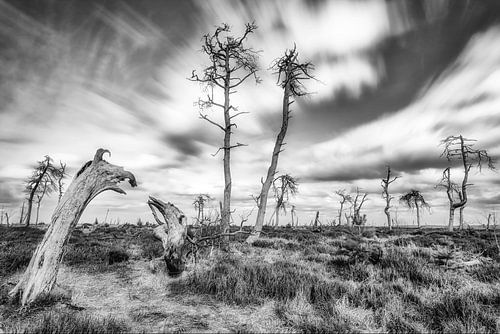 l'histoire des arbres morts