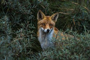 HIDDEN FOX