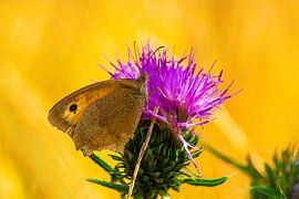 Butterfly On Purple Flower by Timo Videc