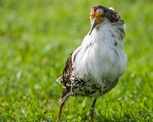 Kemphaan : Tierpark Blijdorp